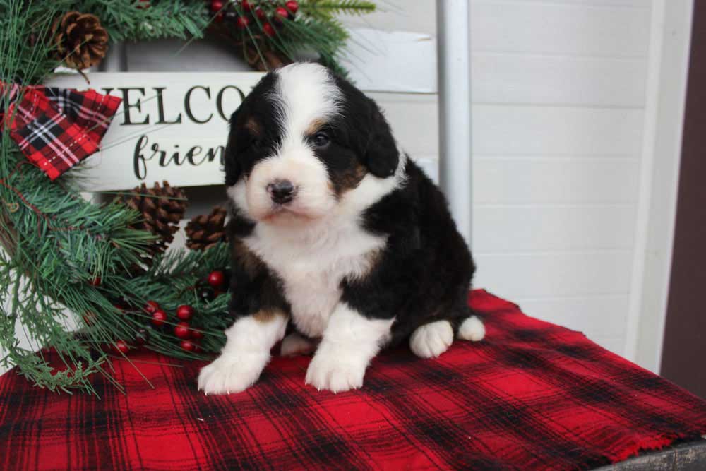Minature Bernedoodle Puppy Alcoa Tennessee